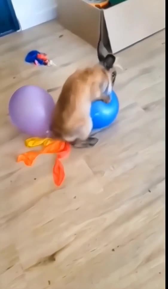 News Break: Rabbit and the balloon.