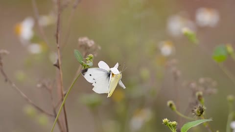 Butterflies are the thinnest and most beautiful insects in the world