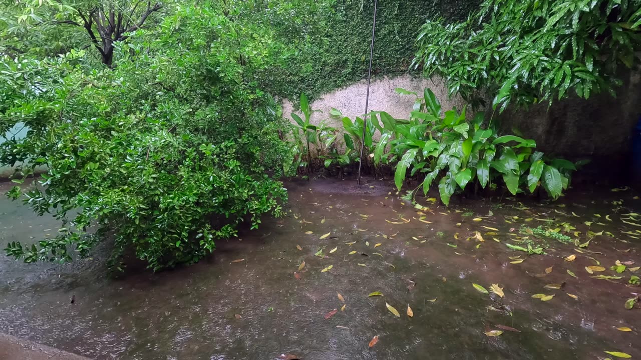 Steady Rain in Flooded Back Yard