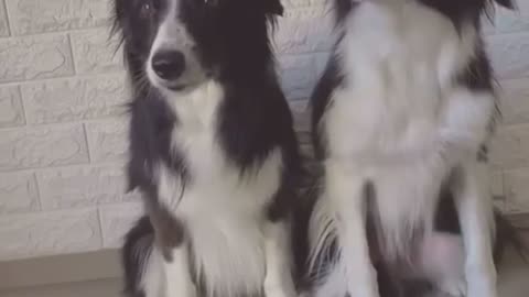 CANINES SMARTER THAN HUMANS