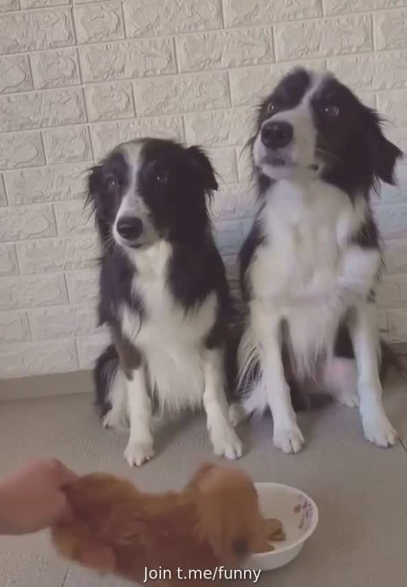 CANINES SMARTER THAN HUMANS