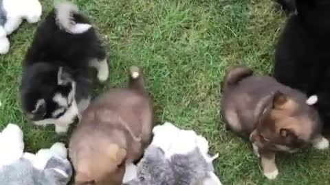 group of puppies