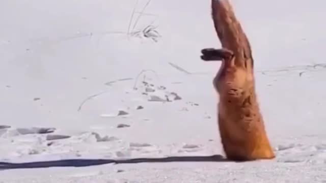Have you ever seen a fox catching mice