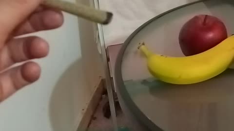 ΠΟΥΛΑΝΕ ΝΟΜΙΜΑ ΤΣΙ-ΓΑΡΑ ΧΑΣΙΣΙΟΥ ΣΕ ΜΙΝΙ ΜΑΡΚΕΤ - ΕΞΩ Η ΜΑΣΤΟΥΡΑ!!!