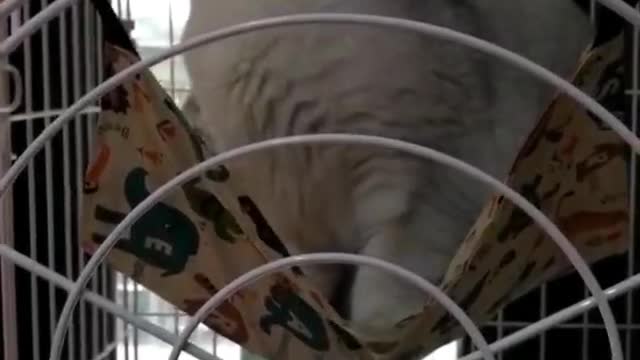 This is a novel toy