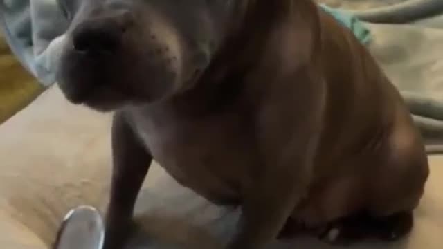 Cute Dog Video | Adorable Puupy | Cute Dog Funny Video