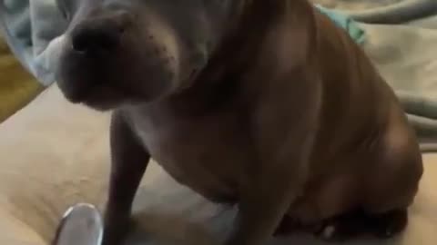 Cute Dog Video | Adorable Puupy | Cute Dog Funny Video