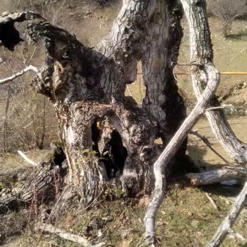 Старое деревце