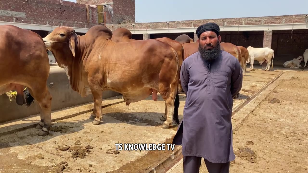 Punjab Biggest Bulls of Mujahid Khalid Bulls & Cattle Farm #bakramandi2023 #cow_mandi #cow #qurbani