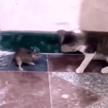 Funny animal videos