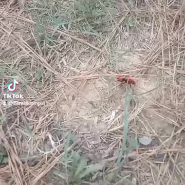 Velvet Ant Sighted by Krampus while out in the woods