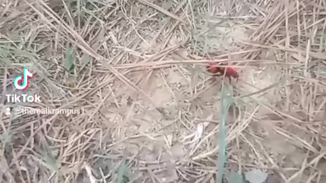 Velvet Ant Sighted by Krampus while out in the woods