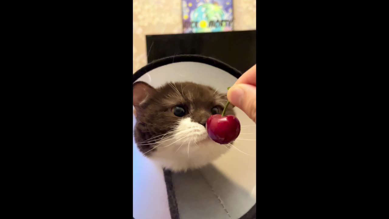 China- A Chocolate British Shorthair Tries to Catch a Cherry Treat - Watch