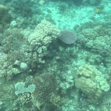 The coral reef is so amazing