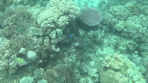 The coral reef is so amazing