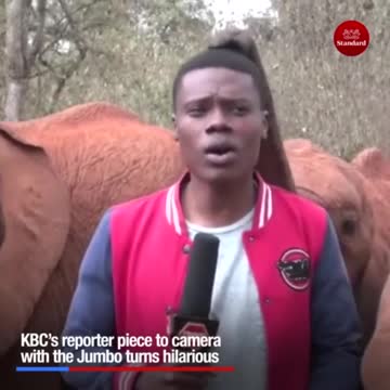 Baby Elephant Interrupts Newscast In ADORABLE Way