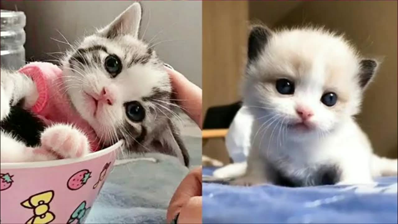 Cute cat cute cat video