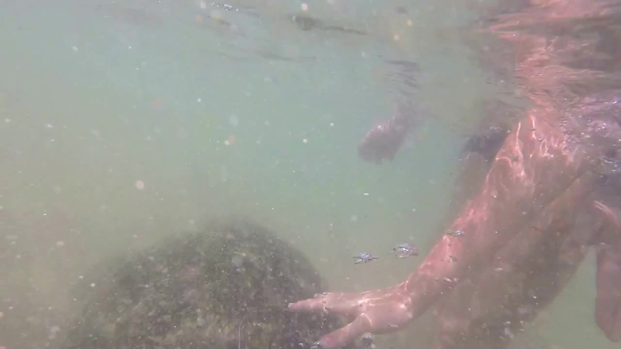 Turtle being fed seaweed by local man to entertain tourists