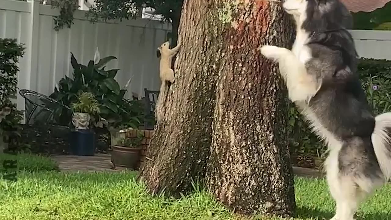 Funny Dogs