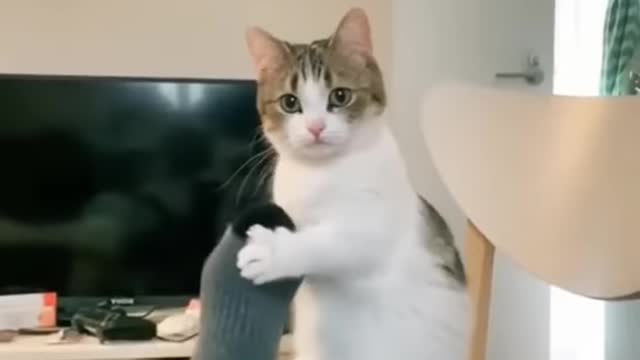 Funny Cat's moment