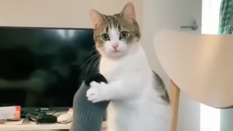 Funny Cat's moment