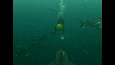 Surrounded by sharks 😱🦈
