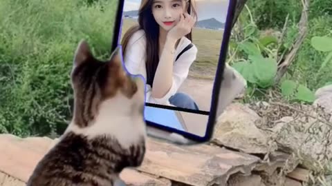 Cats 🐶🐈