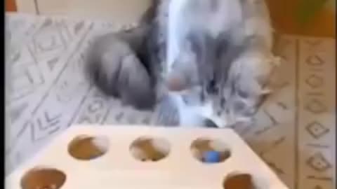 Funny cat video😄😄😄😄😄😄