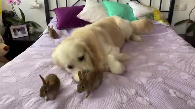 Lovely Golden Retriever Welcomes Cute Baby Bunnies!