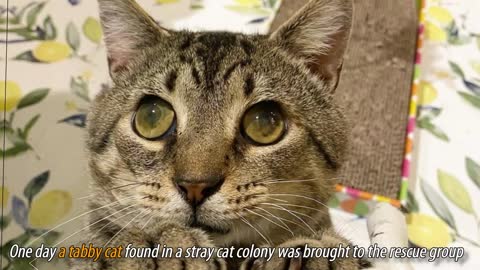 Stray Cat With Big Eyes Hugs All Humans To Thank Them For Rescuing Him