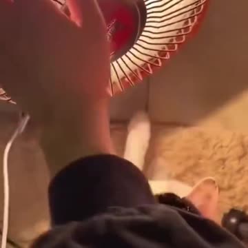 Funny animal|funny animals video|try not to laugh| cute & funny| cat video shorts