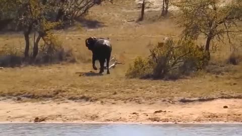 The Best of Animal Attacks 2024: Wild Discovery Moments!