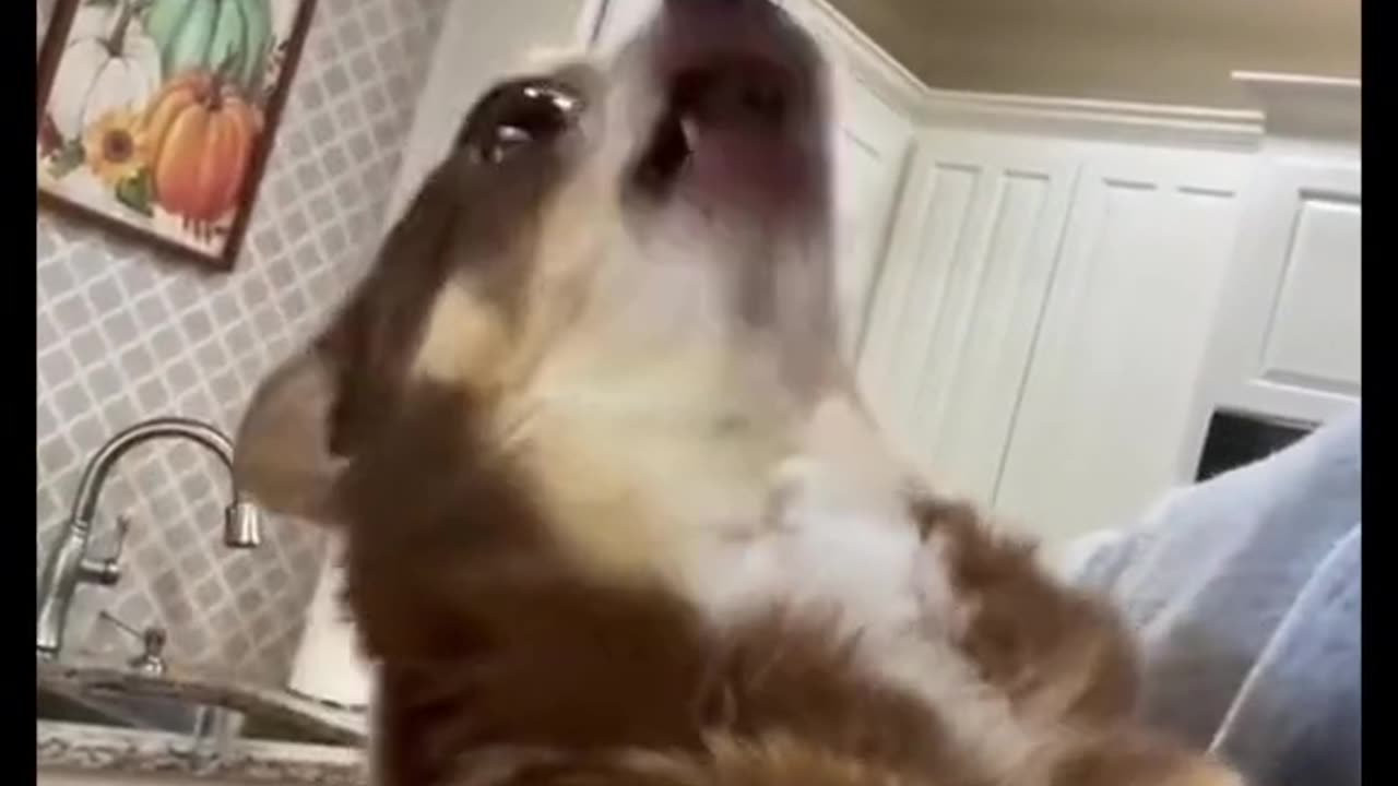 Animal funny video 🤣🤣