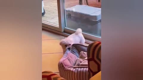 # DOG PUPPY IS VERY ANGRY
