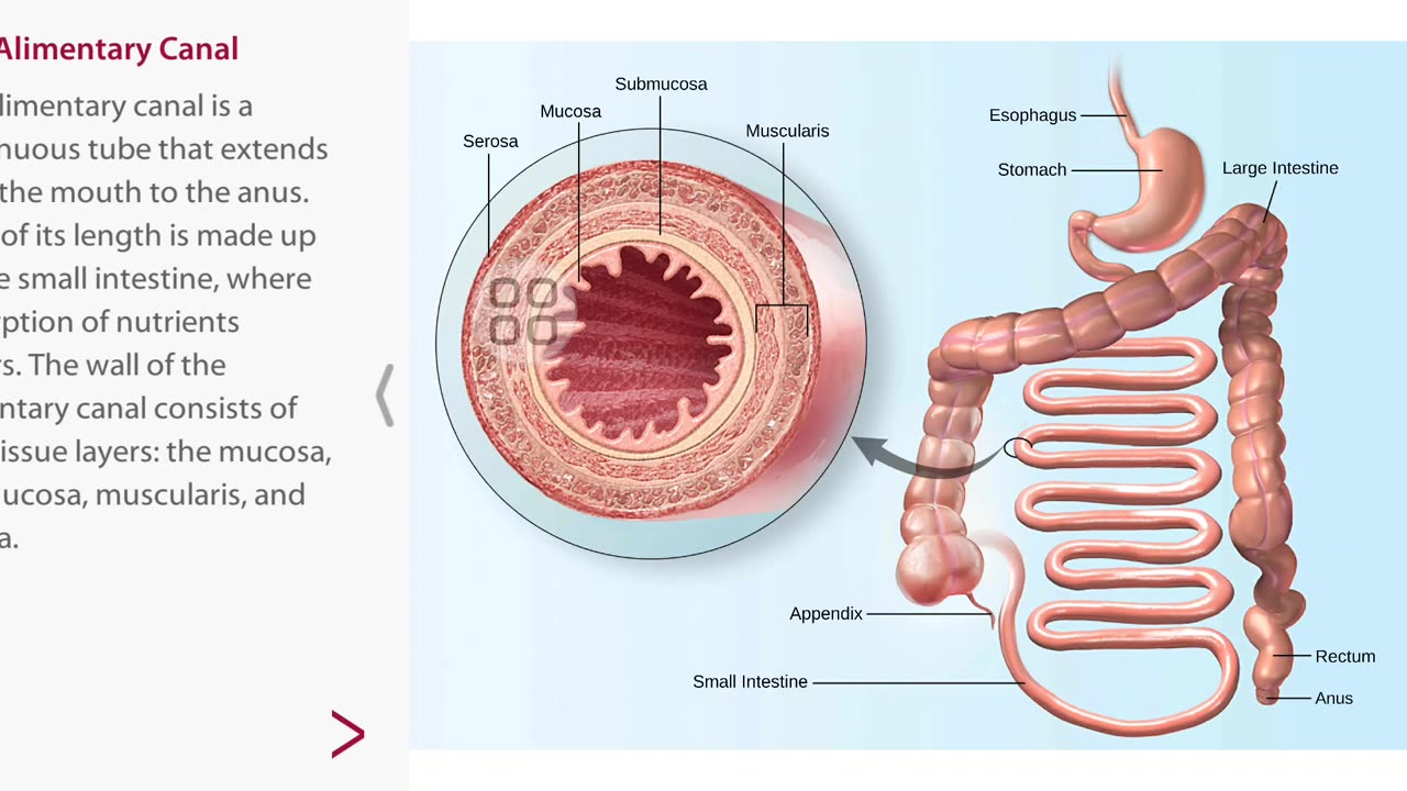 Digestive system