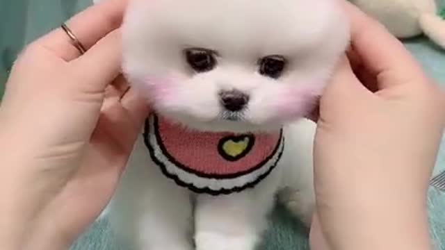 Super Cute Funny Baby Dog