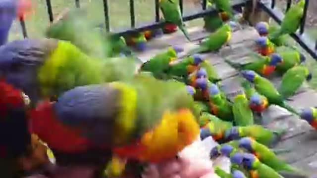 Amazing parrot video ||beutiful parrot