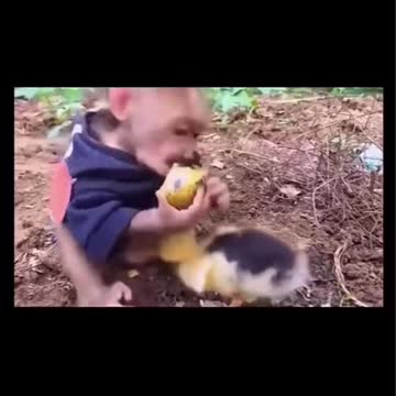 duck with monkey funny