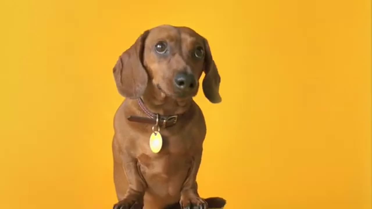 Pedigree Commercial - Anti - Dachshunds Doxie