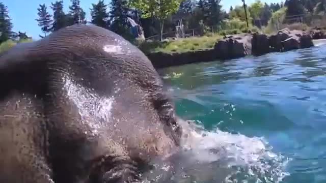 Elephant swimming