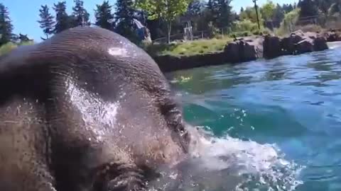 Elephant swimming