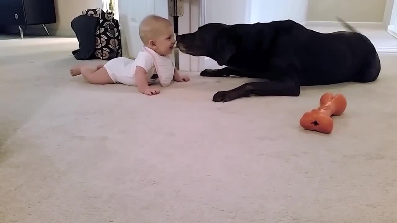 Baby's first crawl with her dog... what a cute ending!