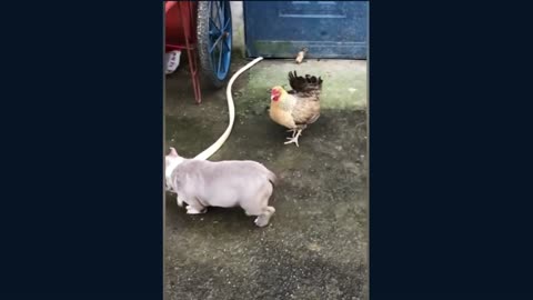 Dogs Who Messed With The Wrong Chickens