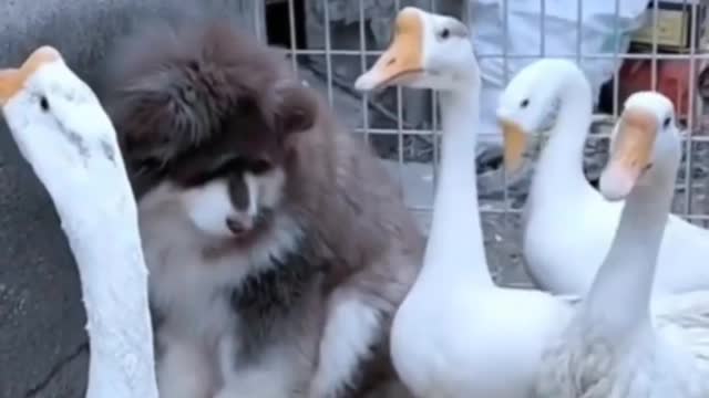 Funny animals