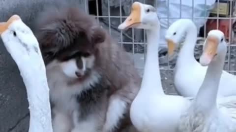 Funny animals