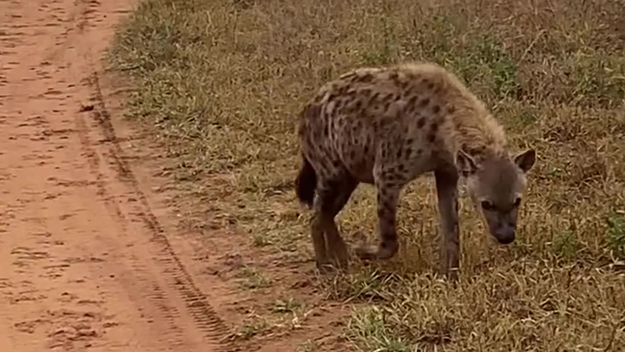 Hyena Making Its Signature Call