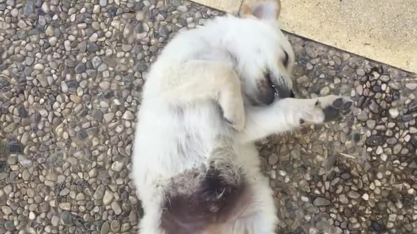 Golden retriever puppy love being groomed