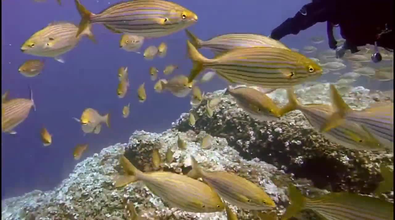 most beautiful Golden fish | beautiful Golden fish nutri ful HD video