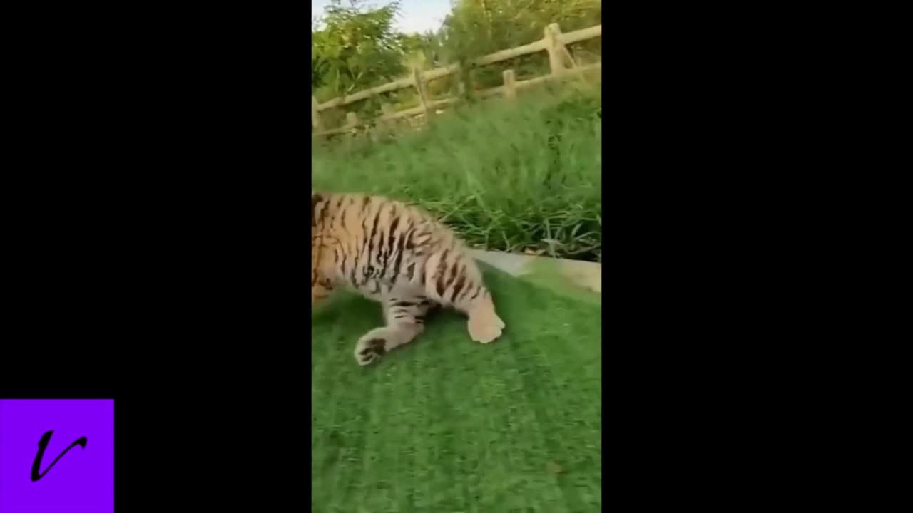 Cute baby tiger stumbles around a backyard.