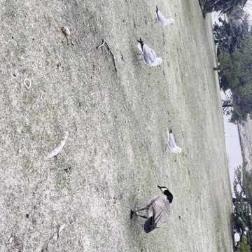 Fun with geese, seagulls & a crow